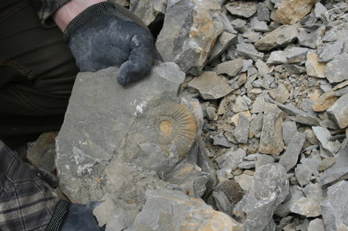 fossiliensuche4.jpg
