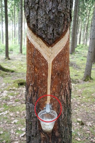 waldtage1.JPG