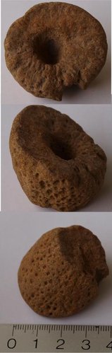 Sporadobyle obliqua schwamm.jpg